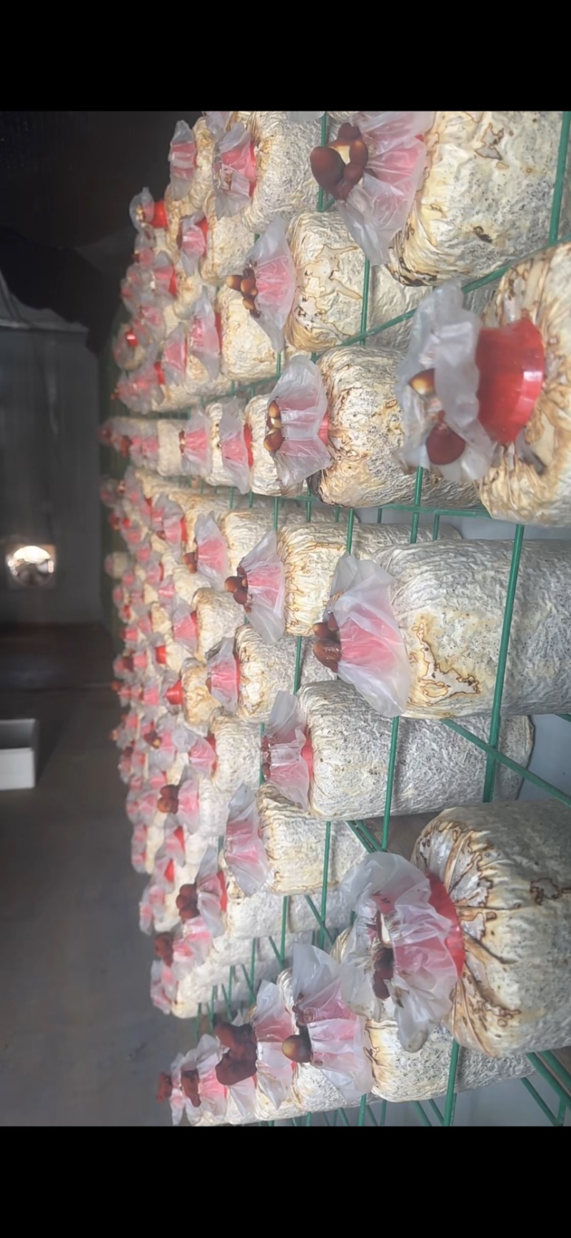 鹿茸菌菌包