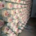 鹿茸菌菌包