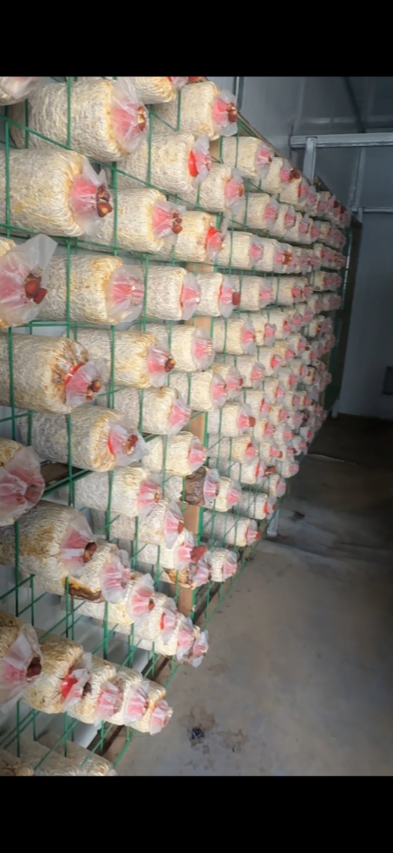 鹿茸菌菌包