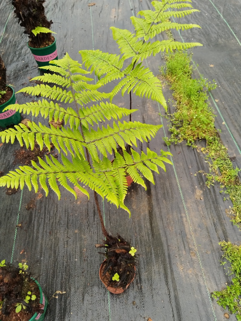 观叶绿植盆景室内百搭盆栽净四季常青易养活种植基地自产自销