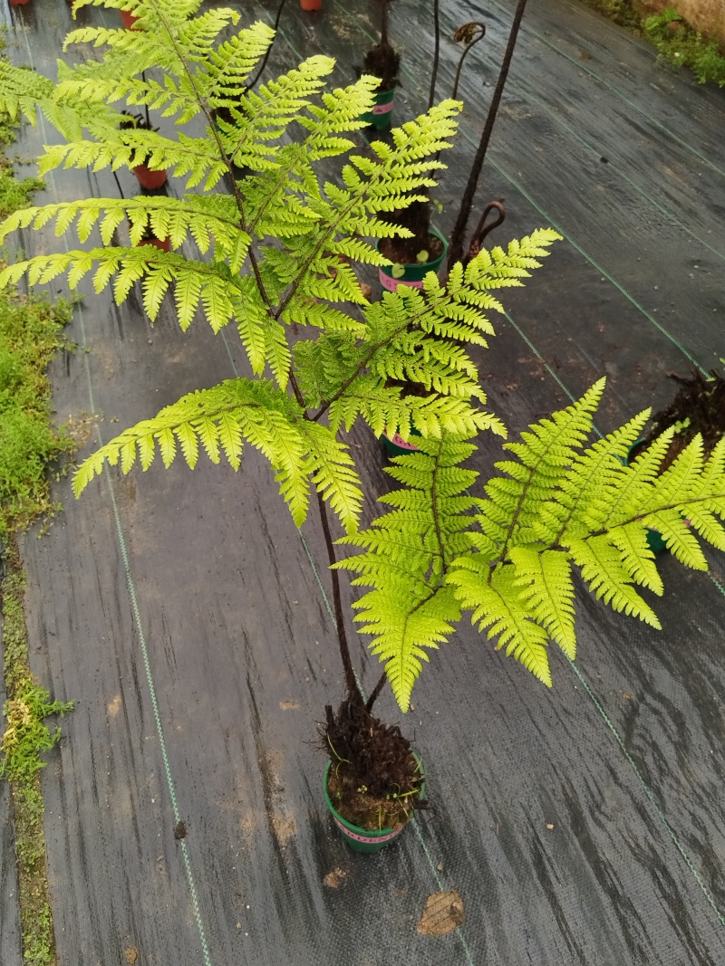 观叶绿植盆景室内百搭盆栽净四季常青易养活种植基地自产自销