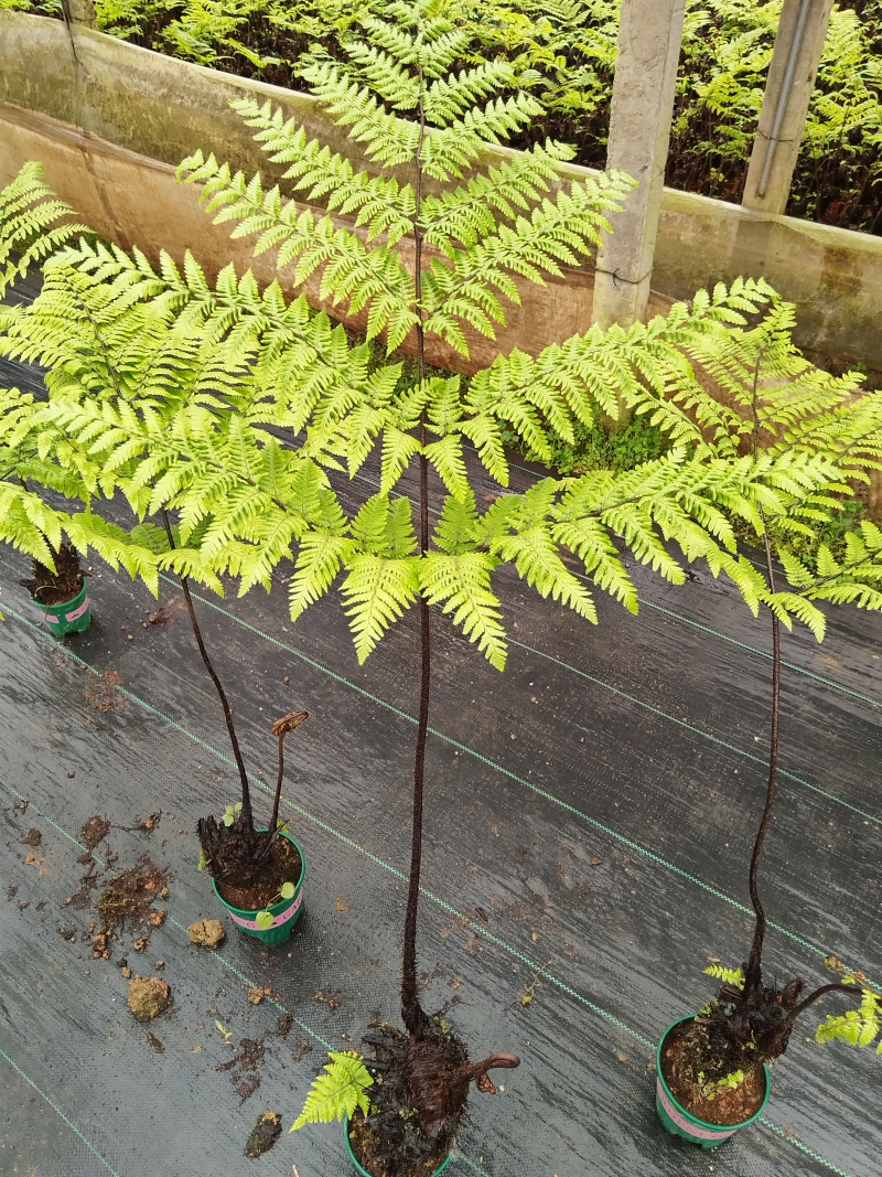 观叶绿植盆景室内百搭盆栽净四季常青易养活种植基地自产自销
