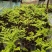 观叶绿植盆景室内百搭盆栽净四季常青易养活种植基地自产自销