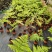观叶绿植盆景室内百搭盆栽净四季常青易养活种植基地自产自销