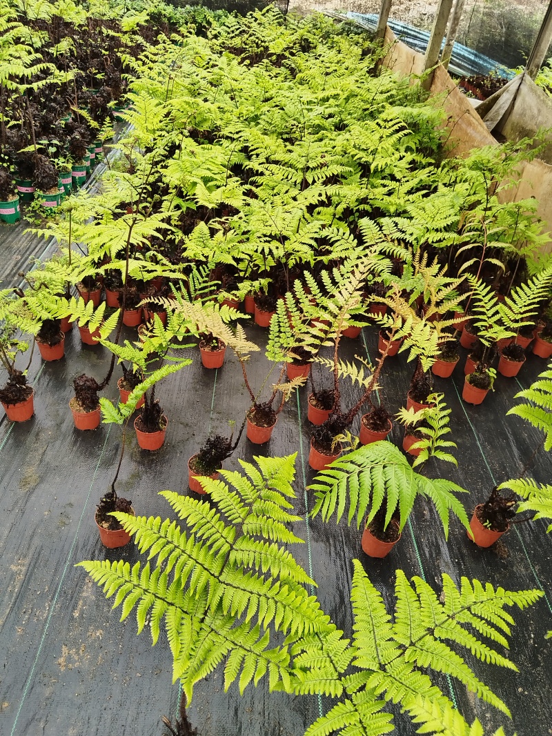 观叶绿植盆景室内百搭盆栽净四季常青易养活种植基地自产自销