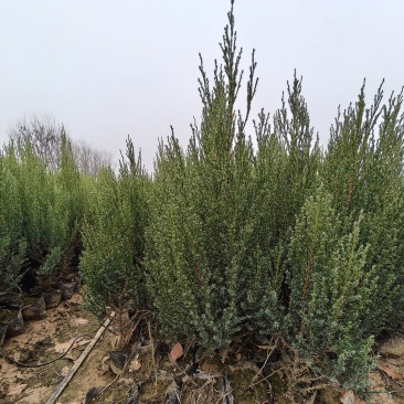 刺柏树价格便宜质量保证