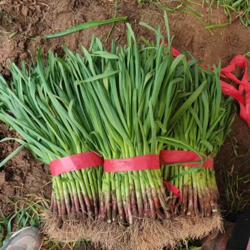 【来电联系】河南红根蒜苗大量接单基地直发品质保证