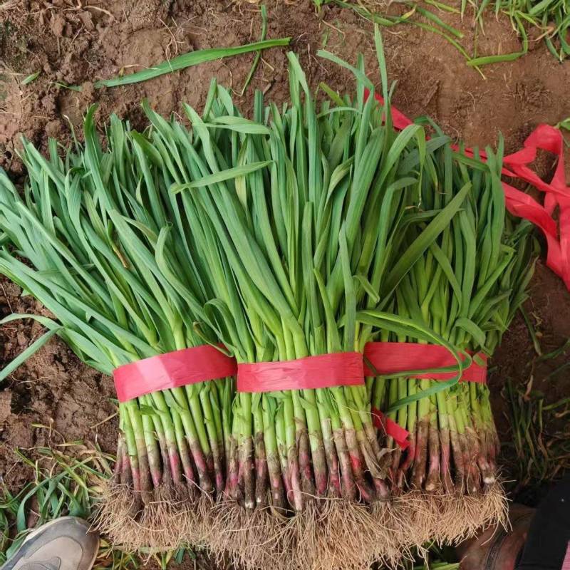 【来电联系】河南红根蒜苗大量接单基地直发品质保证