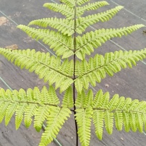 观叶绿植盆景室内百搭盆栽净四季常青易养活种植基地自产自销