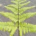 观叶绿植盆景室内百搭盆栽净四季常青易养活种植基地自产自销