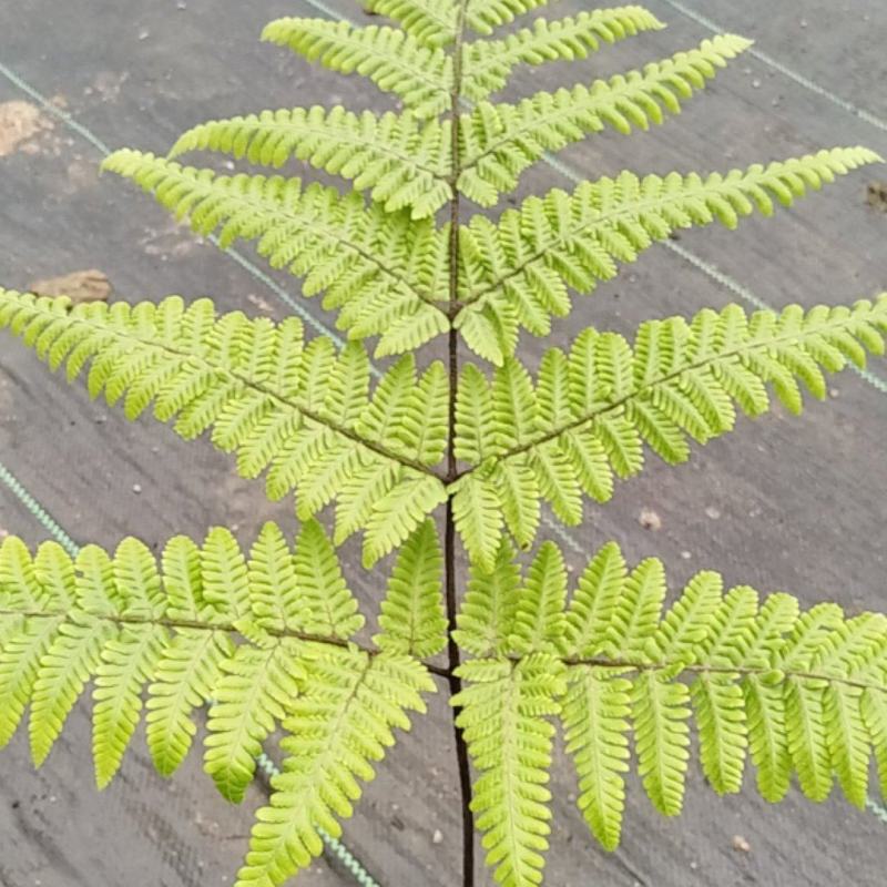 观叶绿植盆景室内百搭盆栽净四季常青易养活种植基地自产自销