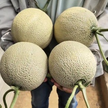山东精品网纹瓜，公司货，品牌货，牛三，牛脉龙，包地整车出