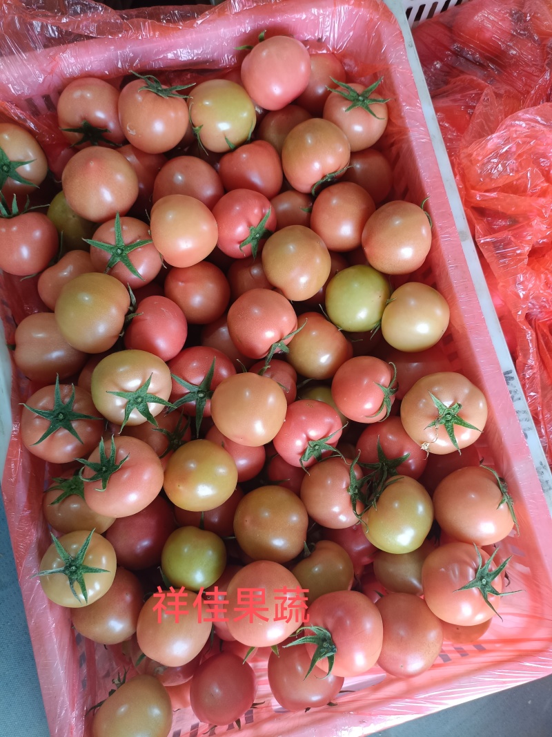 西红柿