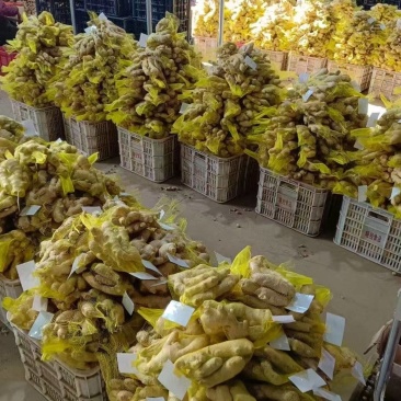 【基地直供】山东生姜大黄姜小黄姜量大价优品质保证