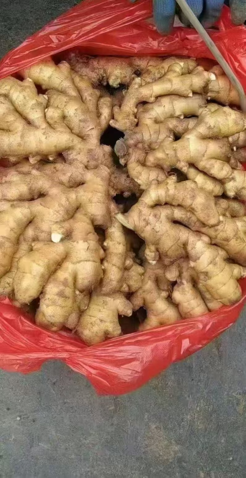 【基地直供】山东生姜大黄姜小黄姜量大价优品质保证