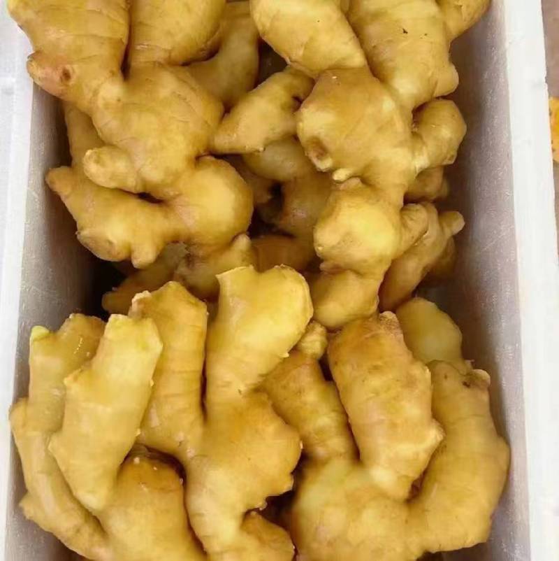 【实力代办】精选山东小黄姜大黄姜甄选生姜可视频看货