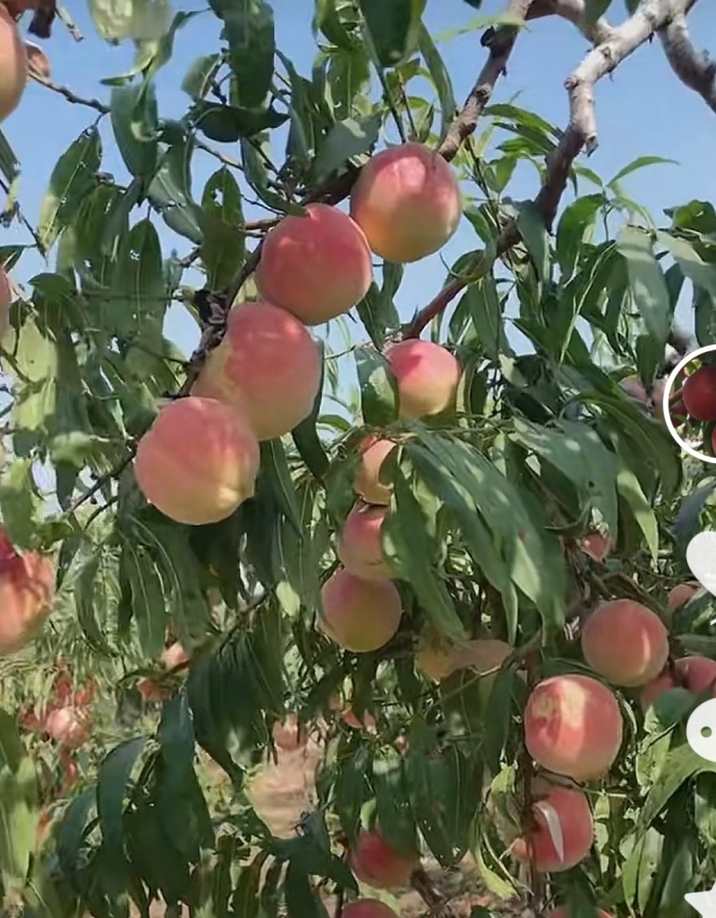 金秋红蜜桃苗晚熟离核个大丰产耐贮运适应性强口感好