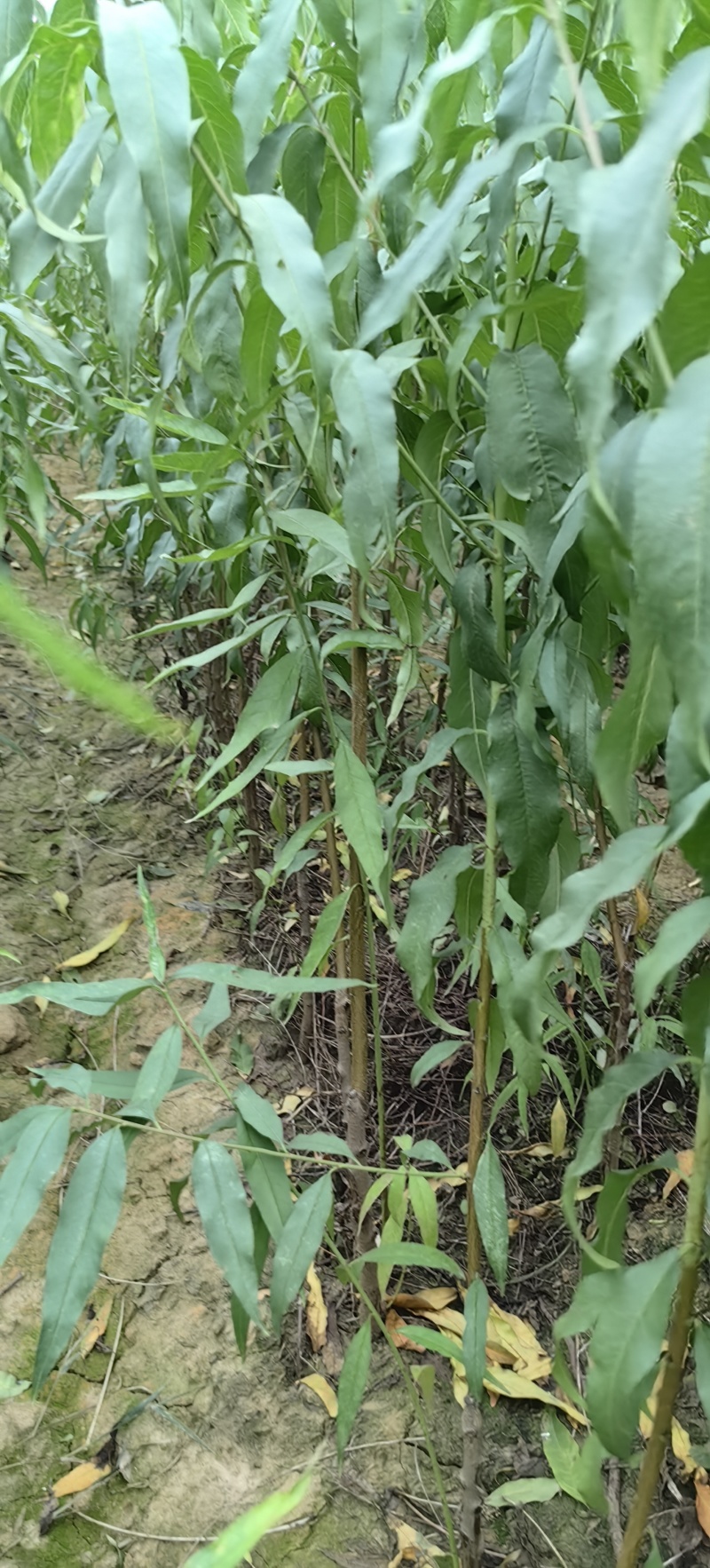 金秋红蜜桃苗晚熟离核个大丰产耐贮运适应性强口感好