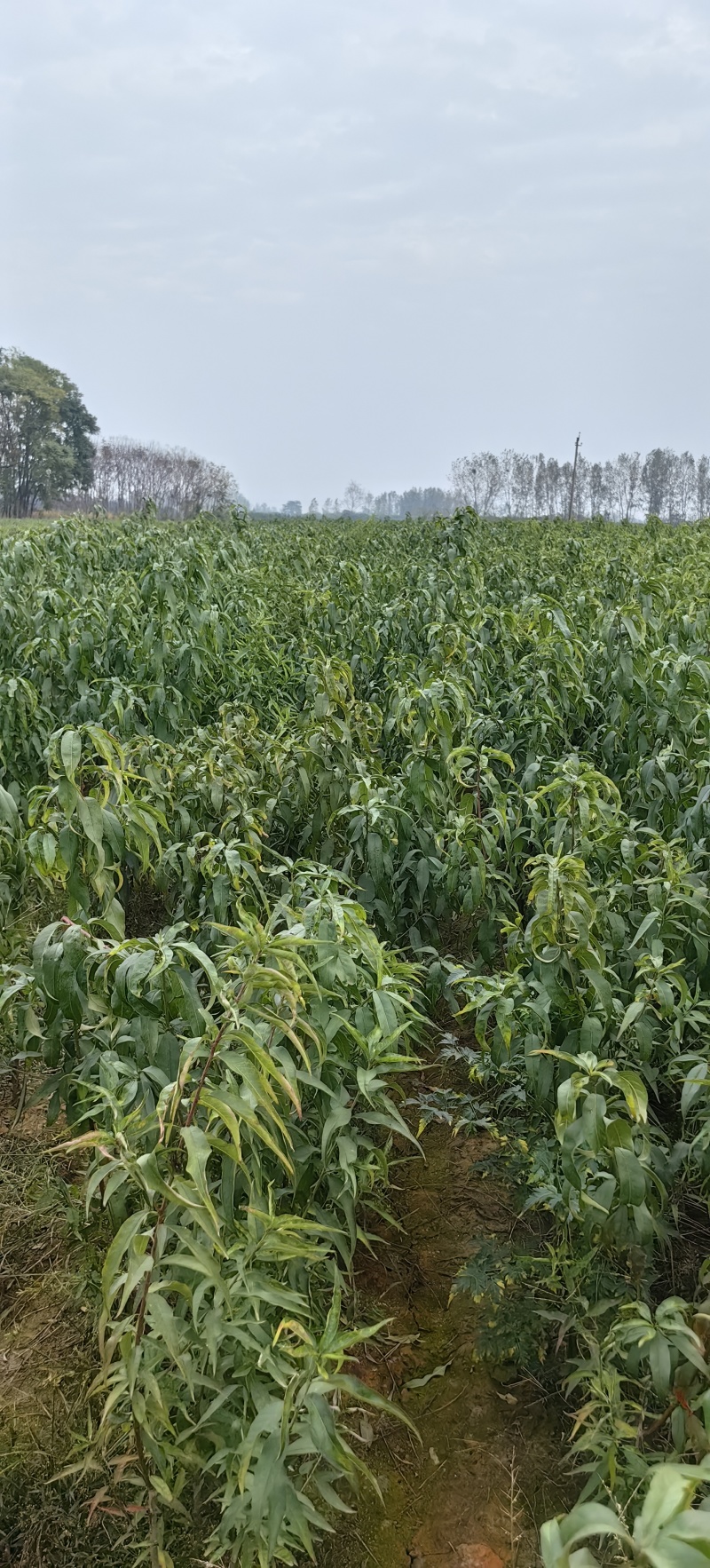 金秋红蜜桃苗晚熟离核个大丰产耐贮运适应性强口感好