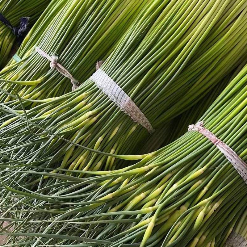 白帽蒜苔江苏产区直发保质保量供货对接全国