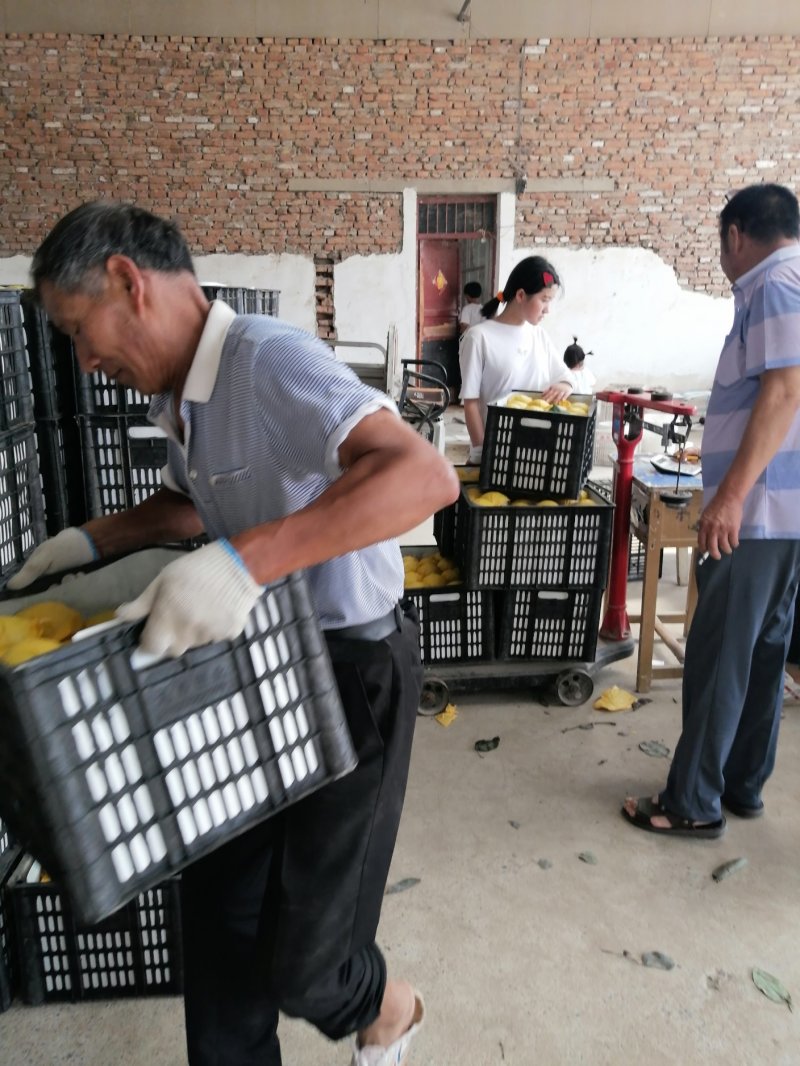 河北精品皇冠梨，一手货源，常年供应，品质保证，代发全国