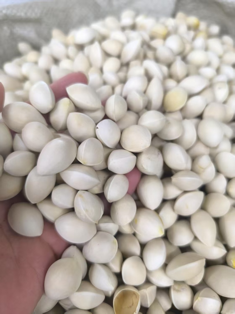 中药材白果，银杏果，质量保证，量大从优欢迎来电咨询