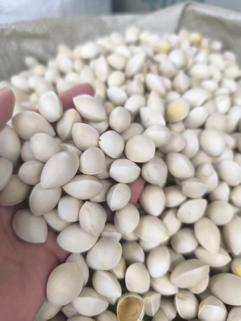中药材白果，银杏果，质量保证，量大从优欢迎来电咨询