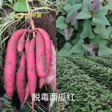 出售脱毒红薯苗：西瓜红！高产.瓜型好，易储存！基地直发！