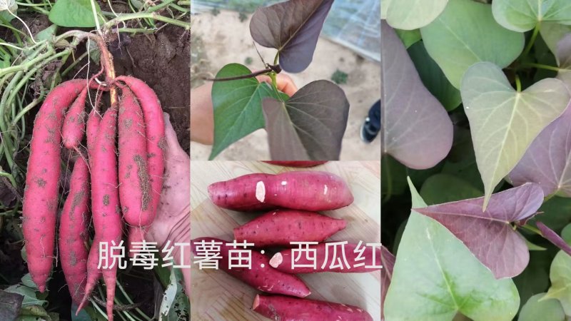 出售脱毒红薯苗：西瓜红！高产.瓜型好，易储存！基地直发！