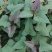 出售脱毒红薯苗：西瓜红！高产.瓜型好，易储存！基地直发！
