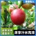 油桃，支持一件代发，对接各大电商平台，承接多多美团仓库