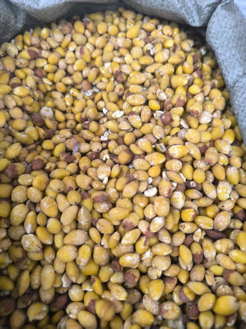 中药材白果仁，质量为先，量大从优，欢迎电话咨询