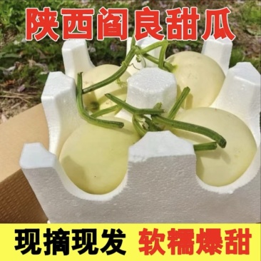 【软糯甜】陕西阎良甜瓜/头茬蜜瓜/博洋9号大量供应