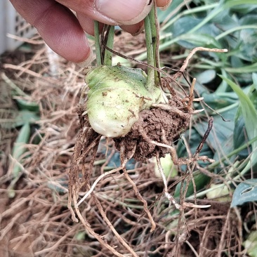 优质多花黄精种苗，高产易种植，药食两用，助力健康种植新选择！