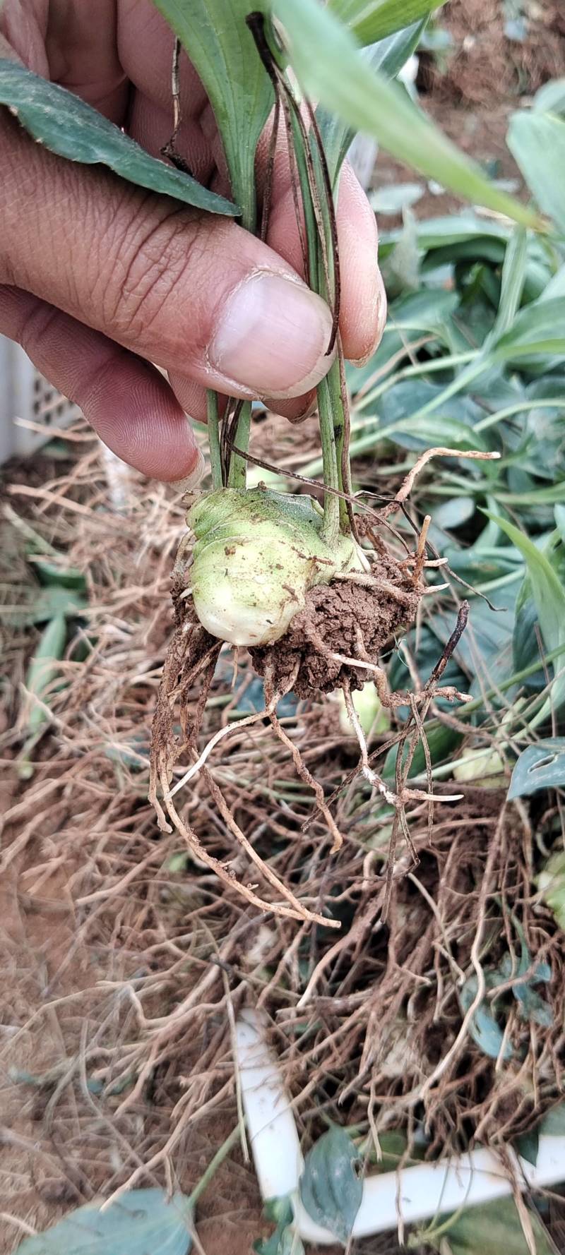优质多花黄精种苗，高产易种植，药食两用，助力健康种植新选择！