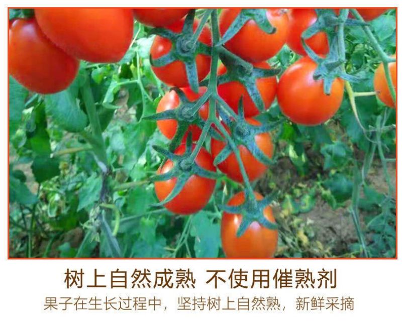 千禧圣女果贝贝圣女果小番茄莘县燕店康庄大市场