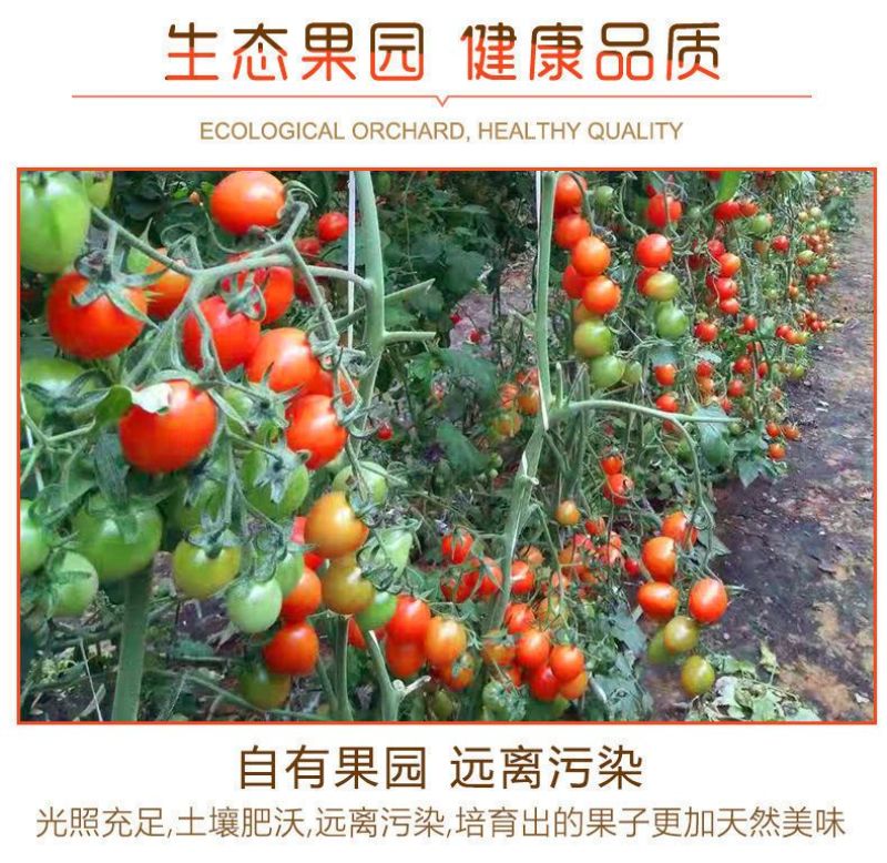 千禧圣女果贝贝圣女果小番茄莘县燕店康庄大市场