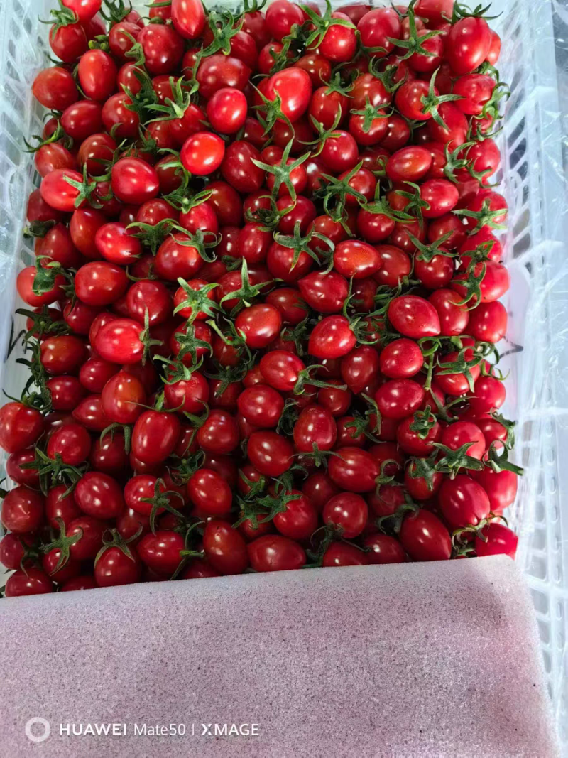 千禧圣女果贝贝圣女果小番茄莘县燕店康庄大市场
