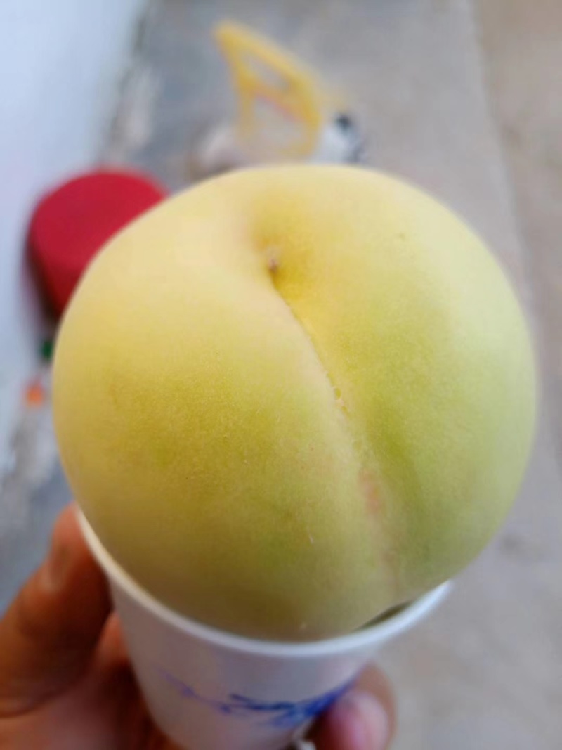 新黄金蜜1号桃苗，早熟优质个大端正丰产货架期长