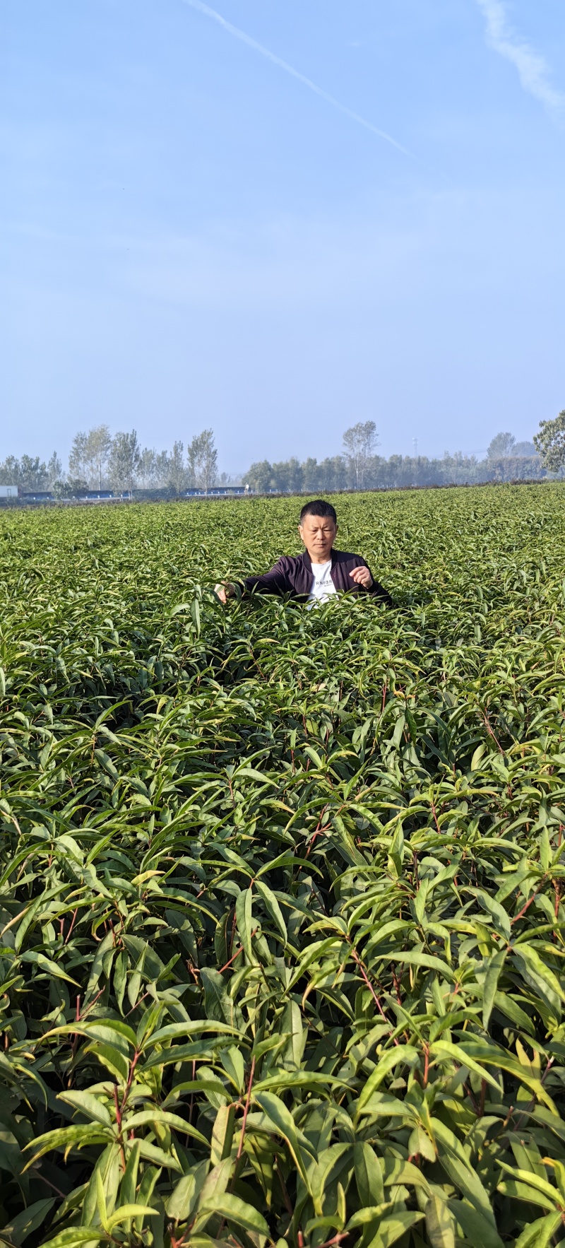 新黄金蜜1号桃苗，早熟优质个大端正丰产货架期长