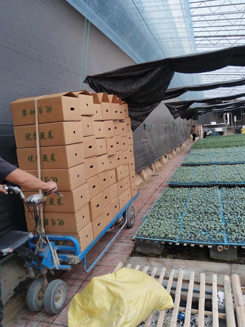 大黄番茄口感西红柿耐裂果耐运输高产基地直发沙瓤口感好糖分