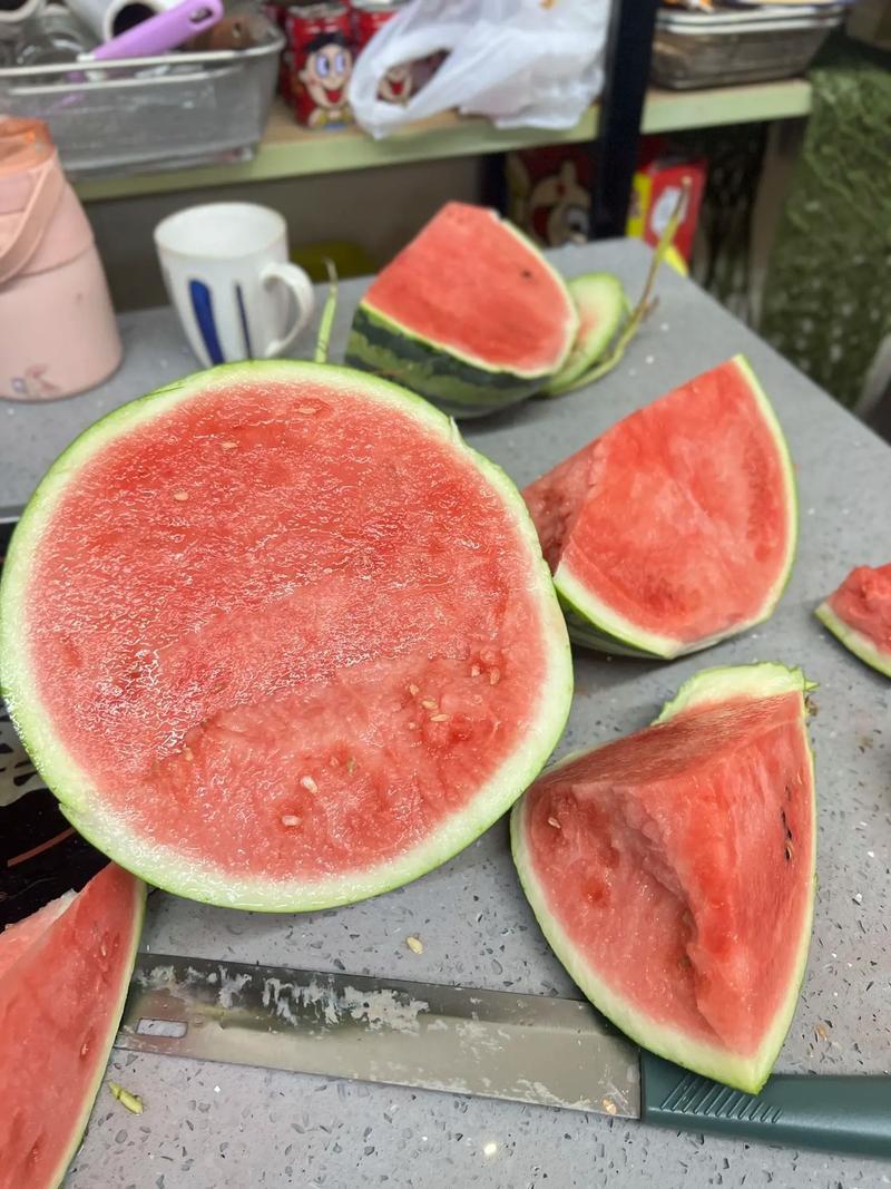 直根美都苗嫁接美都苗基地直发品种纯正西瓜苗寿光西瓜苗耐热