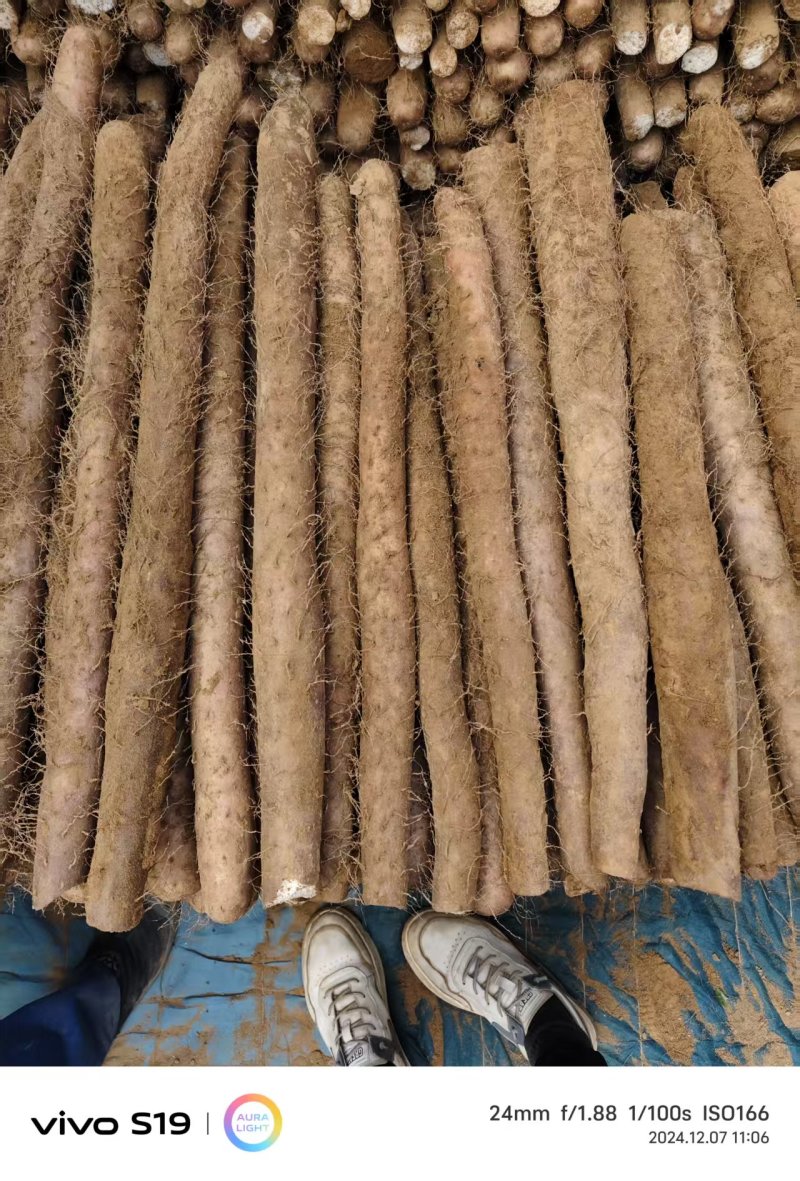 《热卖中》双棒山药大货，二路，三路品质严控，产地直供