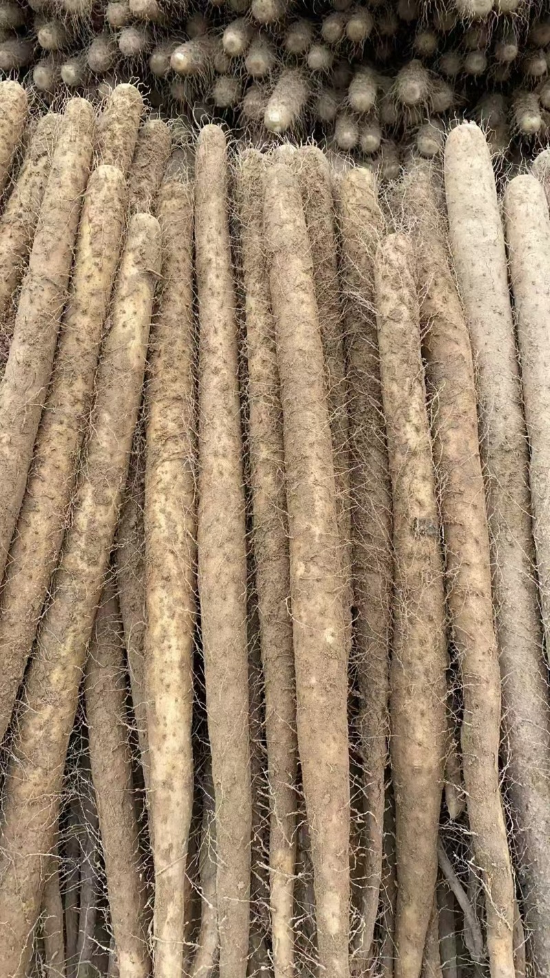 《热卖中》双棒山药大货，二路，三路品质严控，产地直供