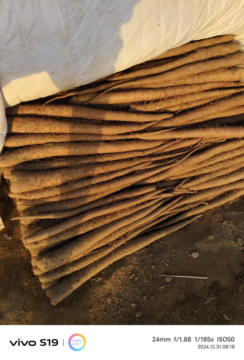 《热卖中》河北白玉断节山药个大口感好产地直供可视频