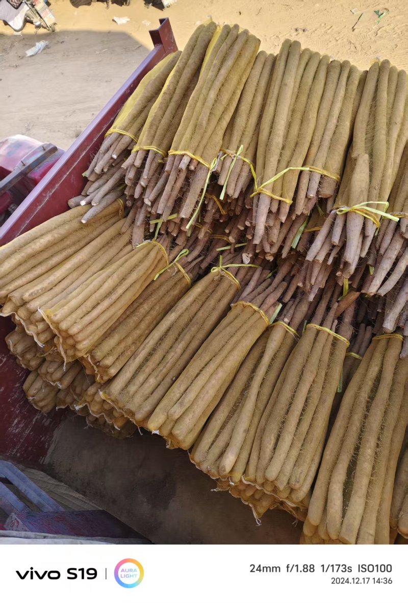 《热卖中》河北白玉断节山药个大口感好产地直供可视频