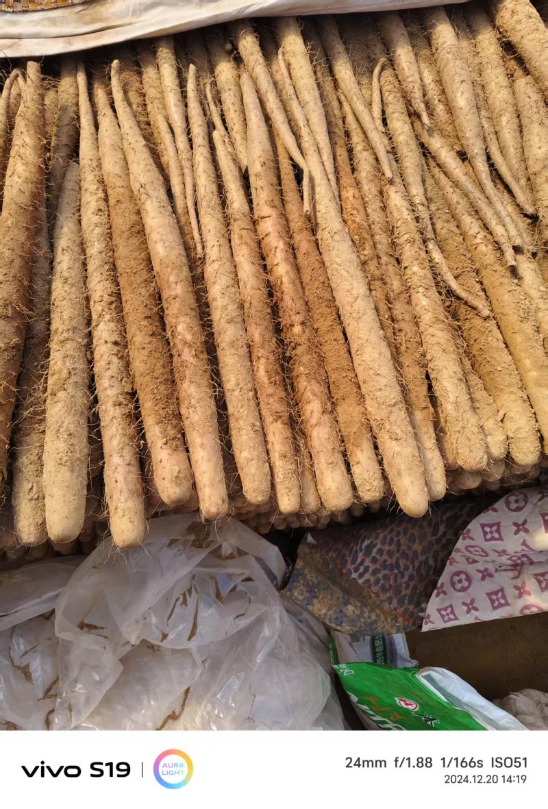 《热卖中》河北白玉断节山药个大口感好产地直供可视频
