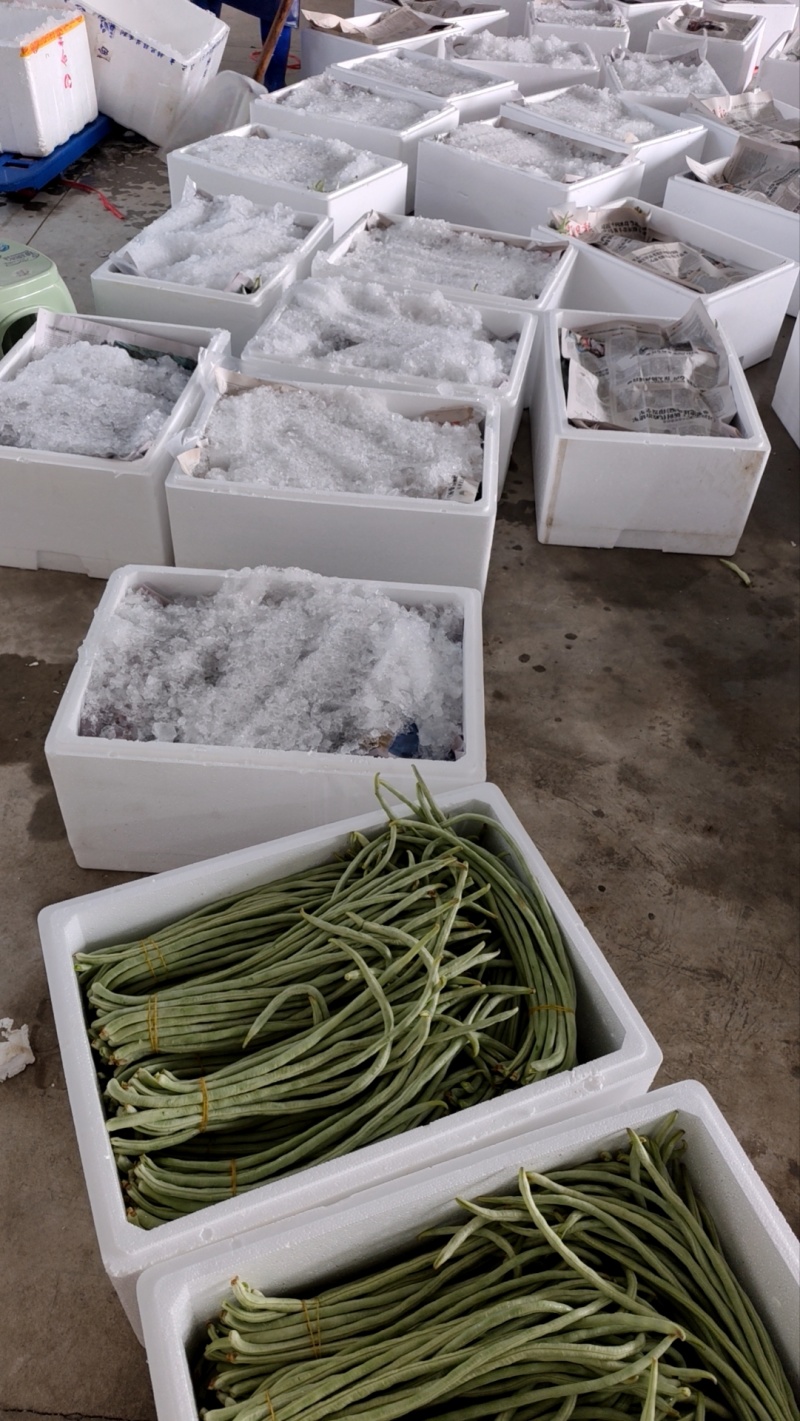白豆角基地直采大量供应