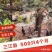 三江土鸭_自家养生态土鸭批发，现货供柳州_南宁_桂林