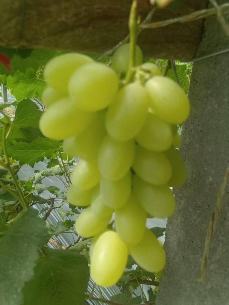 {实力}饶阳优质维多利亚葡萄鲜果上市，现摘现发视频看货